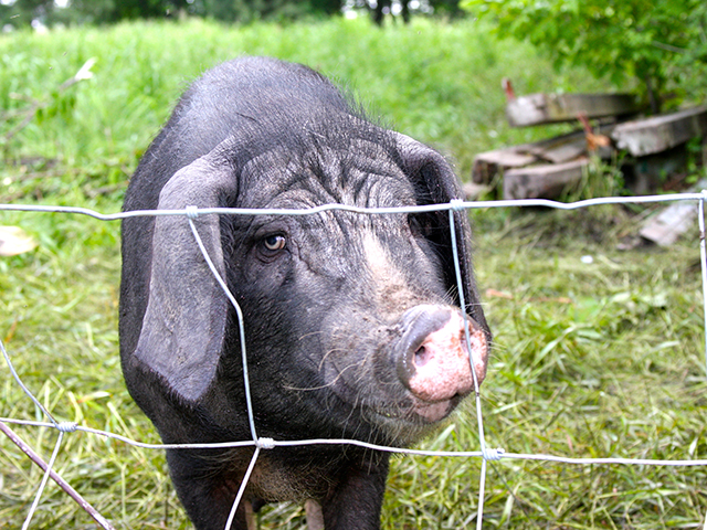 Iowa Swabian Hall pigs are in high demand at finer restaurants. (Progressive Farmer photo by Des Keller)